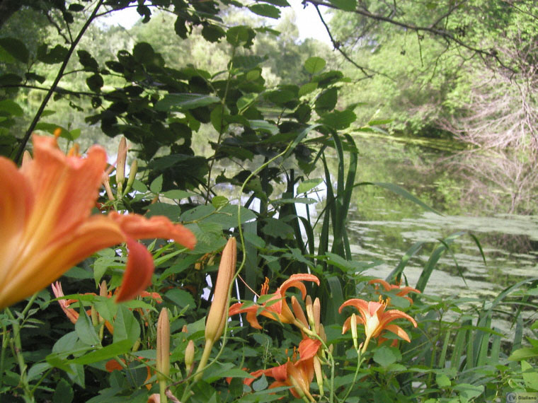 Summer Flowers.jpg - 338715 Bytes